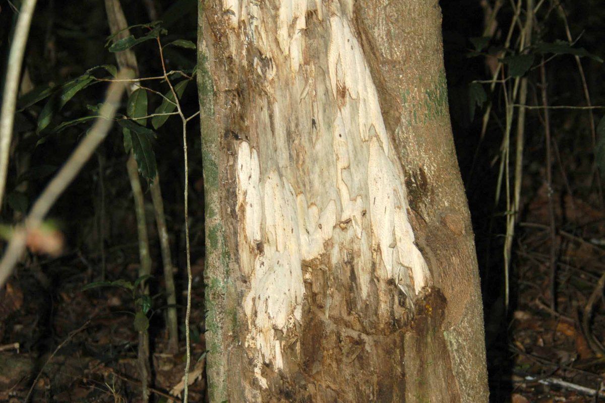 Cây dó bầu, nguồn của trầm hương